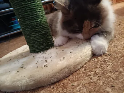 Delivered a pizza and came home with the best tip ever