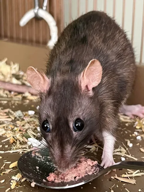 Since you all liked yesterday’s photo of Toast going 🌒🌘…