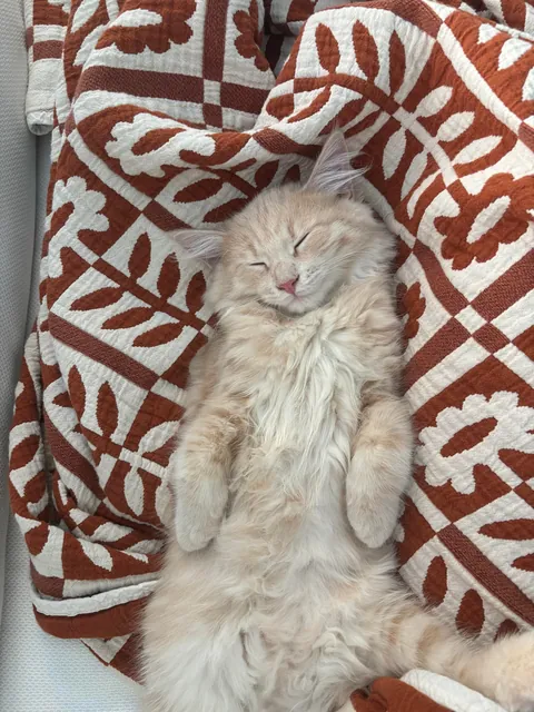 George is having a cozy fall 🐱