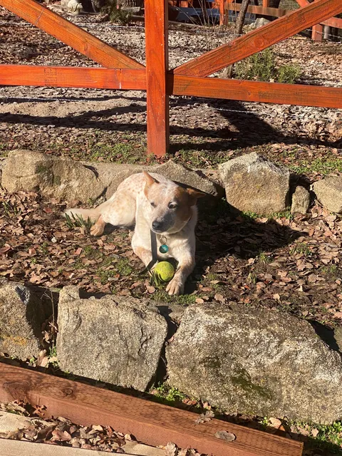 Crying over this Airbnb dog I'm going to miss. 