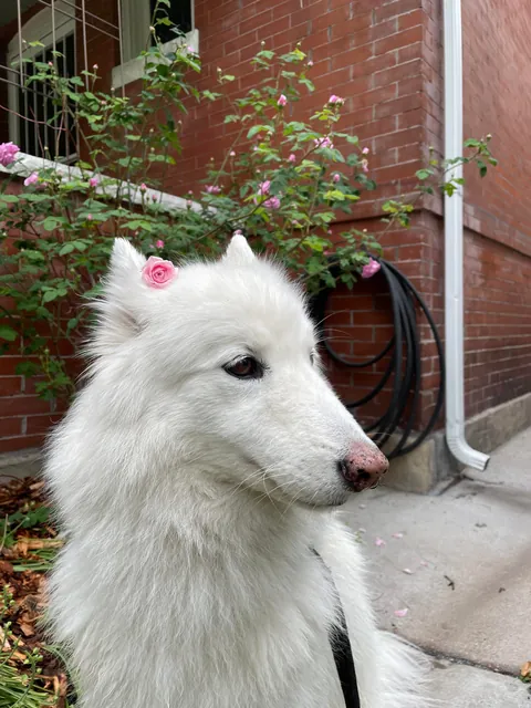 Pictures of the Queen!! She turned 14 April 23