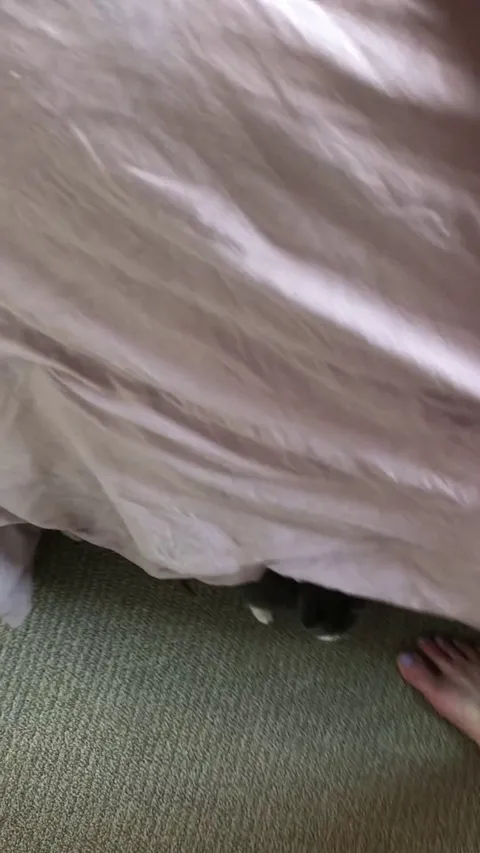 Vhagar finally figured out to climb on the bed like her siblings.