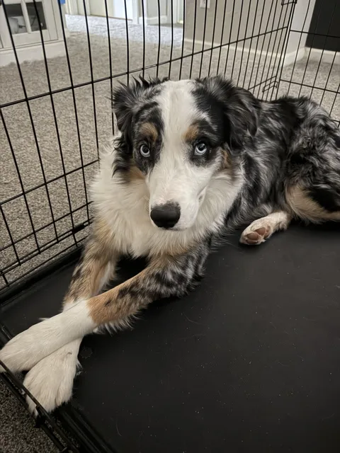 I love the way he crosses his paws 😍