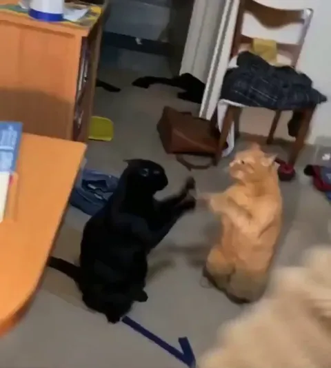 Let’s pattycake and fight respectfully