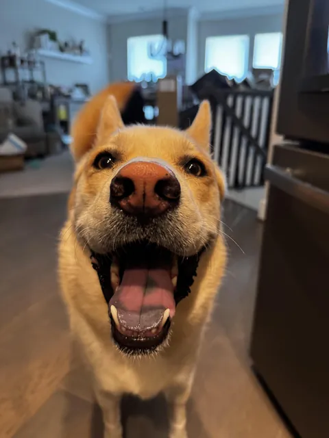 The face of pure joy
