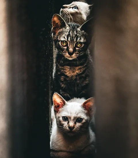 ITAP of street cats in Osaka