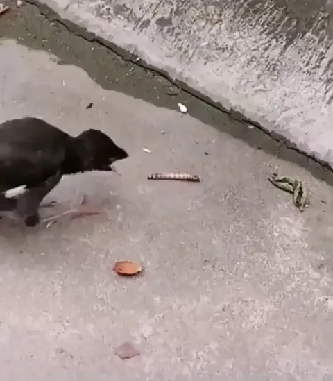 Birds are fed by their parents in their infancy. When the time comes to feed themselves, there can be some confusion when the food does not go into their mouth by itself..