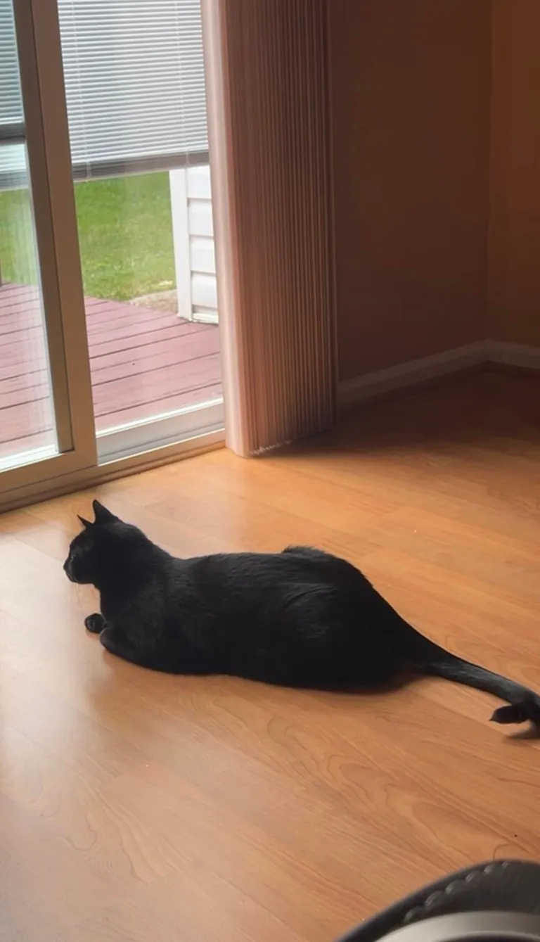 Is my cat fat or just big??