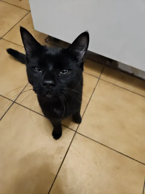Sir Remington Catley insisted on watching me cut onions.