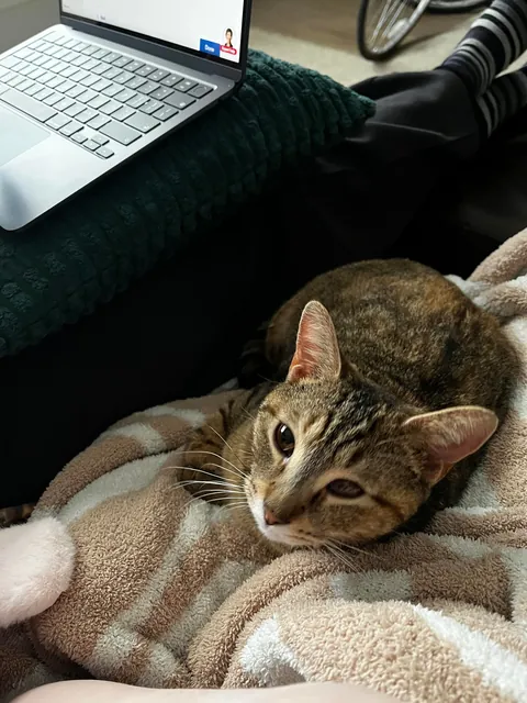 My new rescue was born without a pupil!