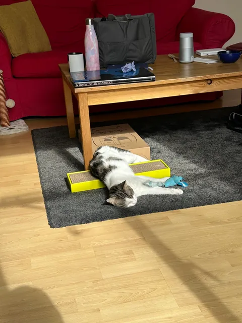 adopted her on saturday and i just think shes neat !