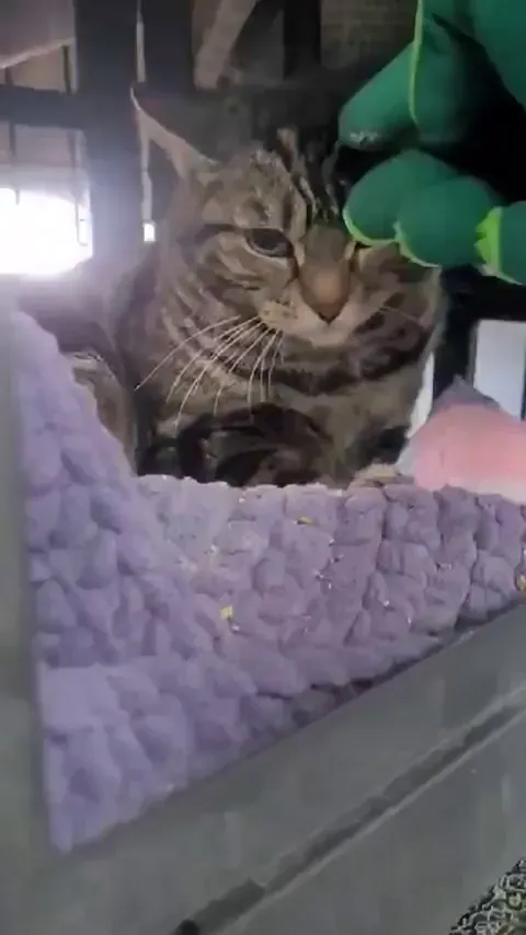 Update on Madame Dorée. We tried the glove! ❤️❤️❤️