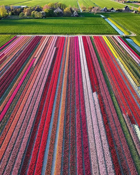 A glimpse of what Tulip season in the Netherlands look like