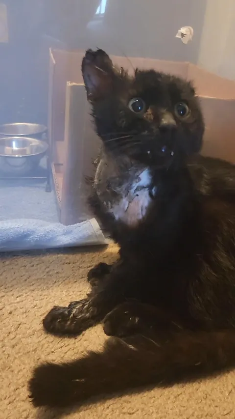 This stray kitty we're taking care of only has one ear-- meet Vincent!