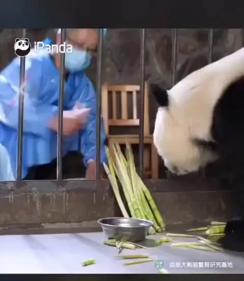 The mama really said no matter how much you have grown you are still my baby. 🐼