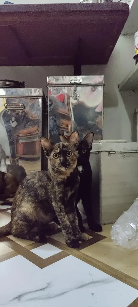 Shadow never leaves !!!