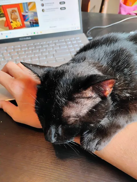 Julian, less than 24 hours after coming home from the SPCA. He's quite the mama's boy.