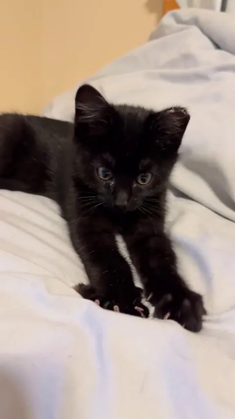 Just brought this little criminal (and his sister) home and he's already flashing his murder mittens.