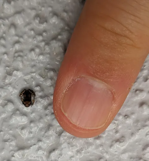 This morning I found by far the smallest frog I have ever seen in my entire life (my average-sized fingernail for scale)