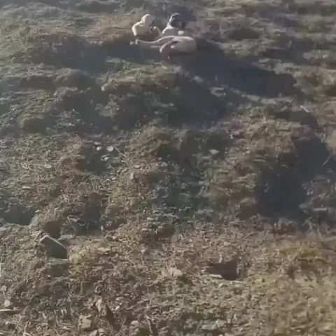 A mother sheep leaves her newborn in the field over night , and this dog stayed out to protect it.. 🥺