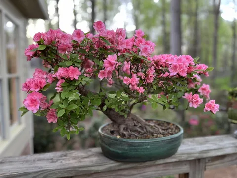 My dad’s azalea bonsai named Michiko, every year she gets prettier 🌸