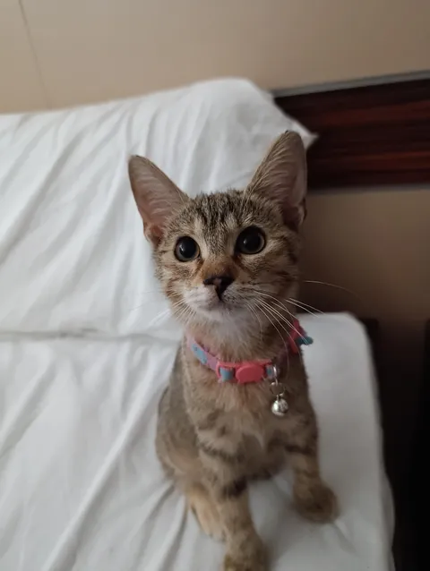 Found this cat last week she won't stop staring at me. Decided to adopt her. 