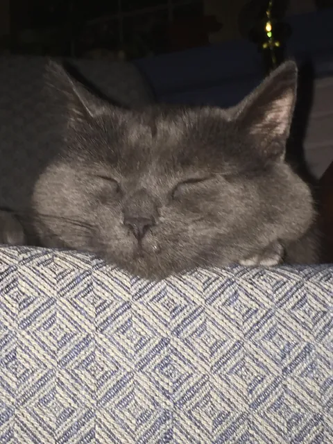 Saying goodbye to my first born feline son tomorrow after 10 years together