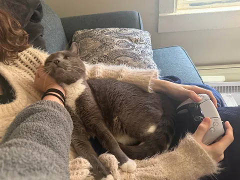 My 12 y/o cat never sat on my lap, then my GF moved in…