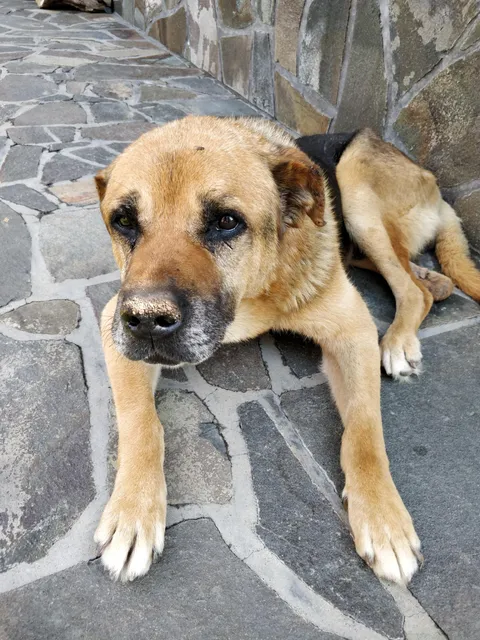 This dog has been in my life since i was about 5 years old. He is old now but also very loved