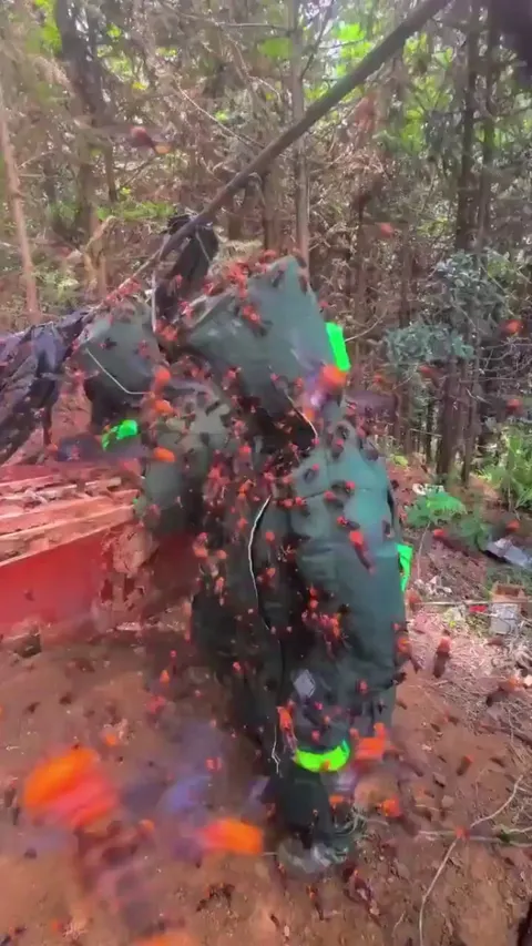 Removal of hornet den