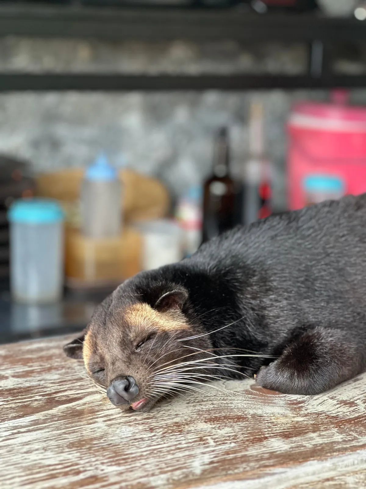 Bali 3-week trip. Highlights of waterfalls, rice fields, insane coast lines