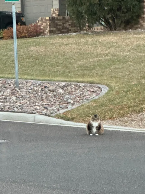 I witnessed a cat being dumped today.
