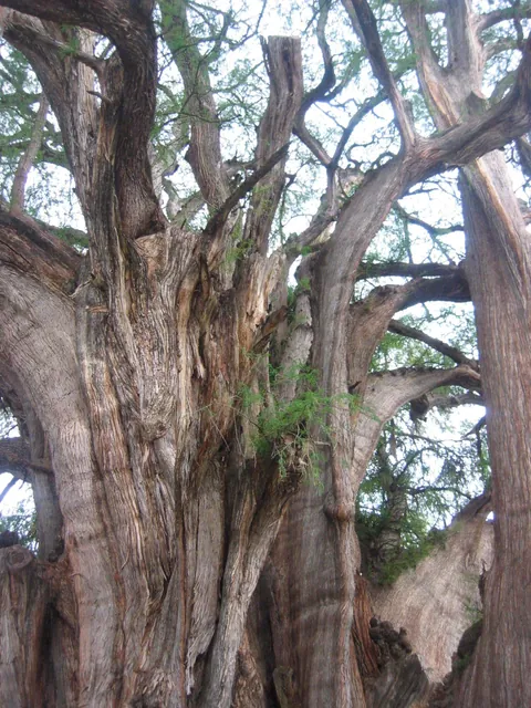 🔥Tule tree at Oaxaca, Mexico