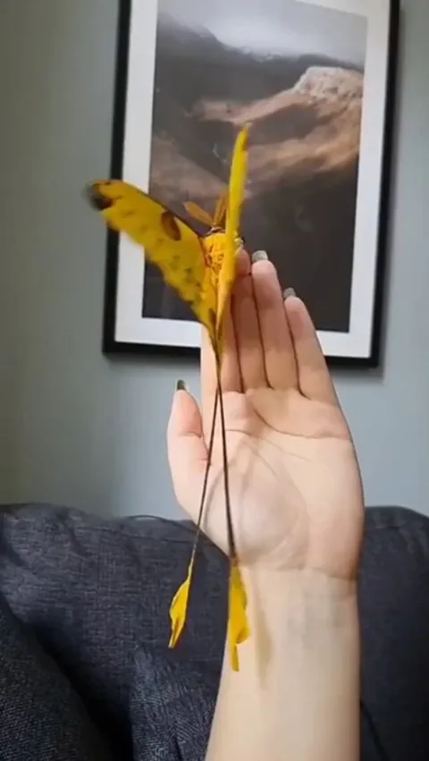 🔥 🔥 🔥 A Madagascar Moon Moth