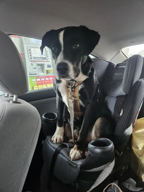 Pupper really woke up today and said "I am baby"