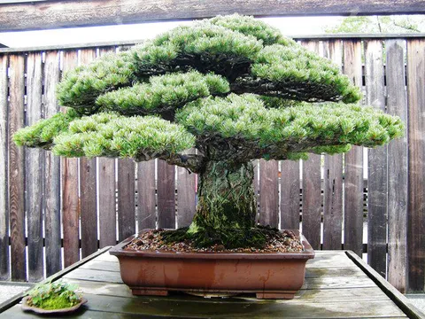 This bonsai tree was planted in 1625, and has lived for 400 years. It survived the Hiroshima bombing, even though it was only two miles away from the deflagration.