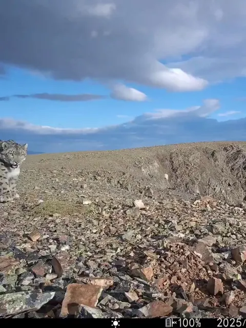 🔥 This Snow Leopard caught on a trail cam