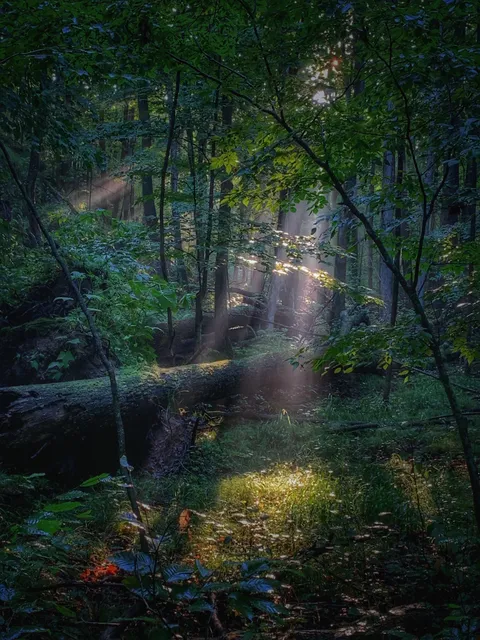 ITAP of sun rays in the forest