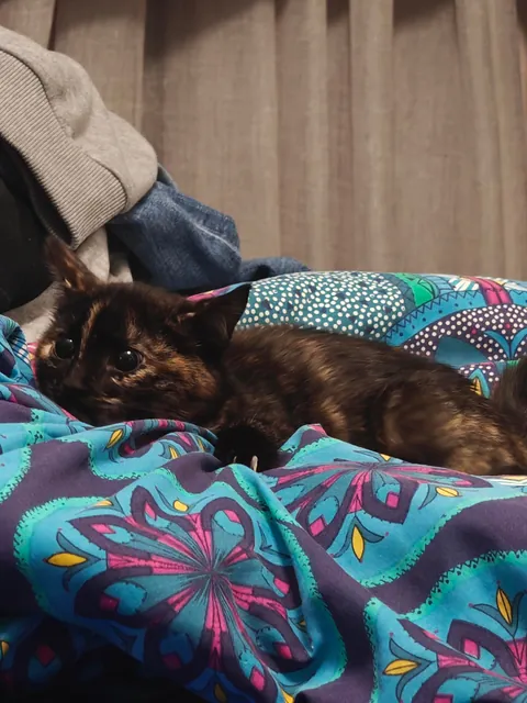 Luna's funny expressions (funniest one at the end) 😺