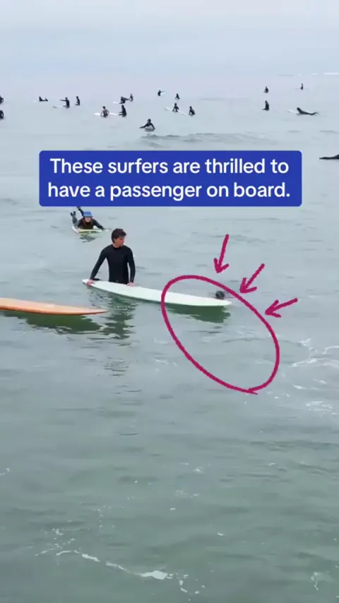 Baby Seal hangs out with the surfers.