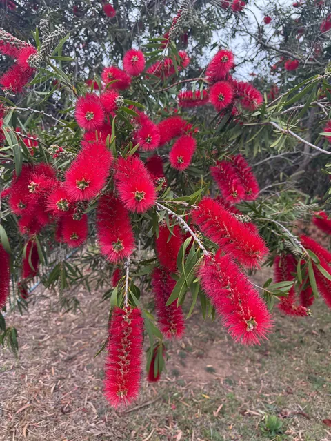 Bottlebrush blooms