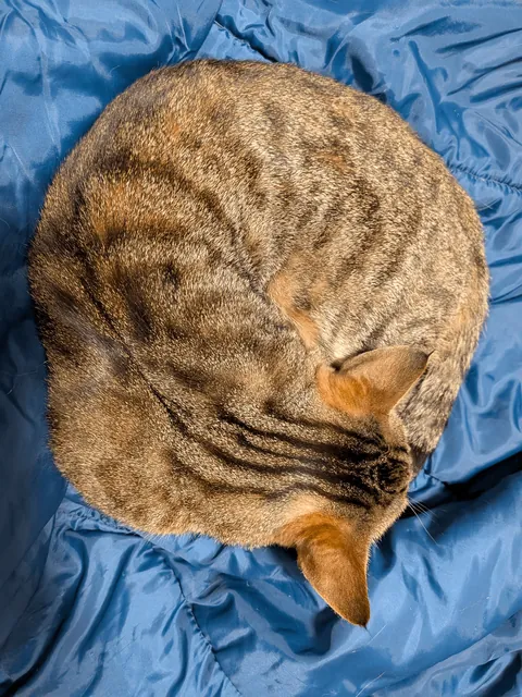 My beautiful tabby Spring, with tiny Lynx tips