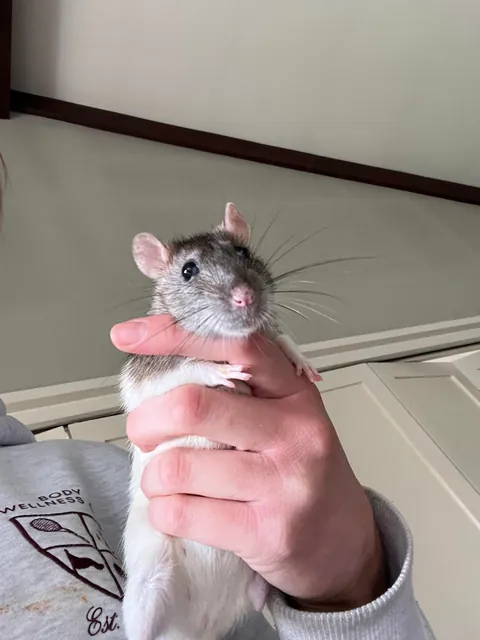 Swipe and guess which rat got into my butter chicken…