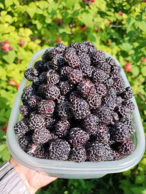 Black raspberry harvest is hitting peak this week in the garden