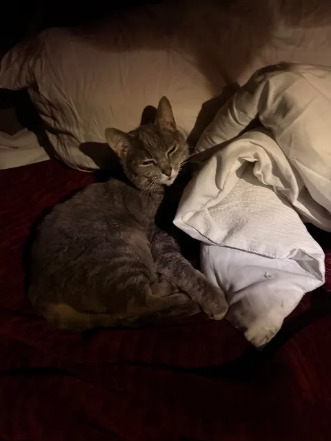 Lola is a truck driver 🚛!! She is 11 years old. 🙂