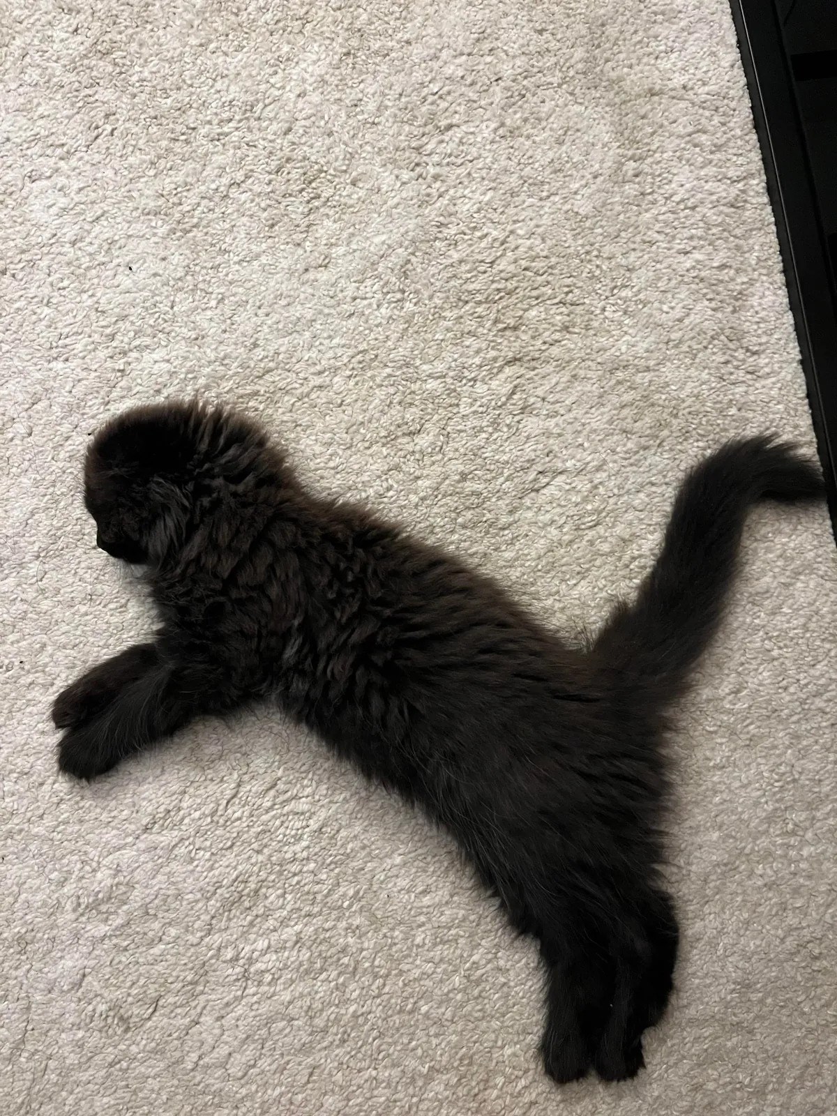 Does my kitty qualify as a black cat?