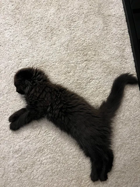 Does my kitty qualify as a black cat?