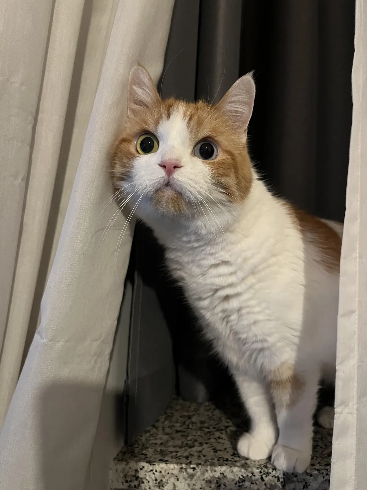 My cat’s reaction to my voice on the phone (I’ve only been away for one day).