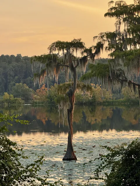 This tree softly lit by the setting sun