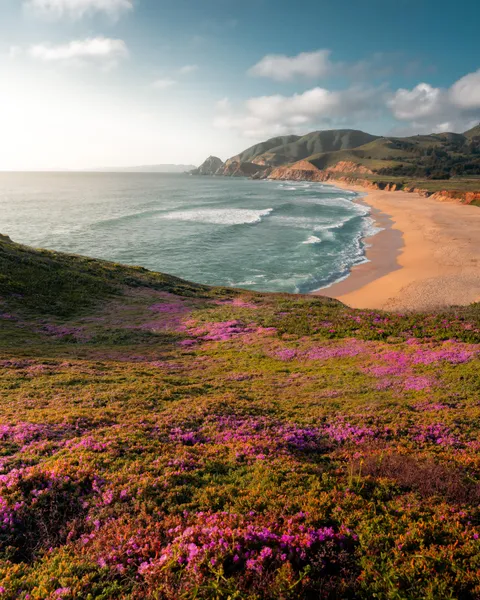 The “Magic Carpet” in bloom at Montara Beach, CA [2880x3600][OC]